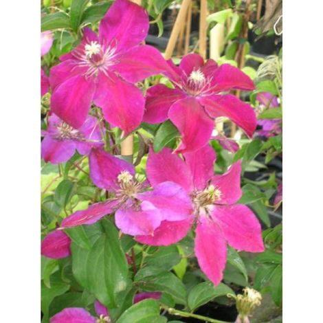 Clématite 'Huvi' Pot de 2L/3L