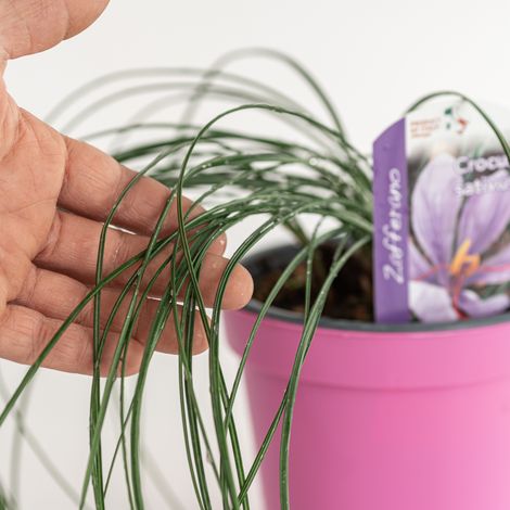 Zafferano in Vaso 14 cm – Altezza 30 cm, Crocus Sativus