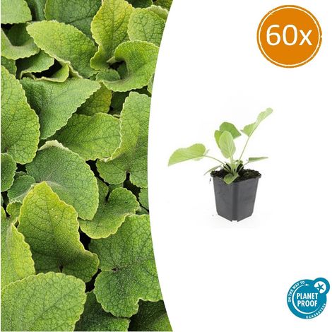 Phlomis russeliana - Sauge de Jérusalem - Lot de 60 Plantes Vivaces Fleurs Jaunes - Ø 9 cm - PANGIVO (1/5)