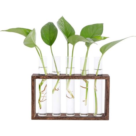 Vase en Verre de Tube à Essai avec Support en Bois pour Plantes Hydroponiques Tube Vase Vintage (1/5)