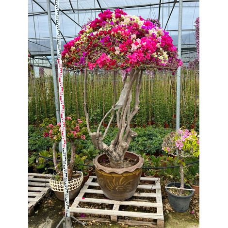 Bougainvillier Bougainvillea Bonsaï Pot 75 cm Arbuste Grimpant d'Extérieur (1/5)