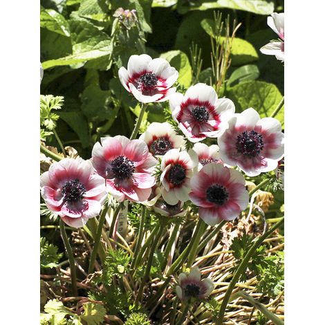 Anémone de Caen, Anémone des fleuristes 'Bicolor' Bulbe calibre 4+ (par 10) (1/2)