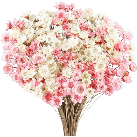300 Pièces Fleurs Séchées Brésiliennes Mini Bouquet Fleurs Séchées Bleu Daisy Gypsophile Naturelles Étoile Séchée Petit Arrangement de Marguerites Camomille Mariage Décoration (Blanc + Rose) (1/5)