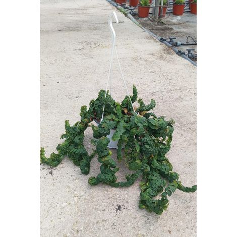 Figuier Grimpant Ficus Pumila Vert Pot Bk19 Persistant d'Extérieur (1/4)