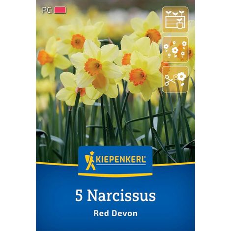 Kiepenkerl Herbstblumenzwiebel Trompeten-Narzisse Red Devon 5 Stück (1/2)