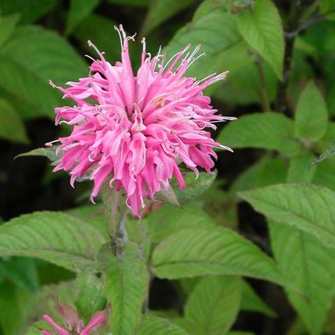 Monarde Croftway Pink | Conditionnement: Lot de 5 godets