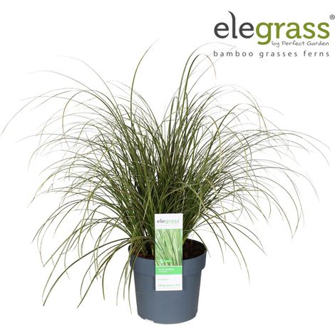 Laîche brune Variegata' 30/40cm Pot 19cm - Carex brunnea Variegata'