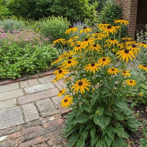 Bloomique - Lot de 6 - Rudbeckia Fulgida 'Goldsturm' - Rudbeckie - Floraison abondante - Rustique - Vivace - Hauteur 10-20 cm - Pot 9 cm