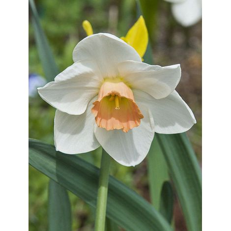 Narcisse 'Fragrant Rose' Bulbe calibre 14+ (par 5)