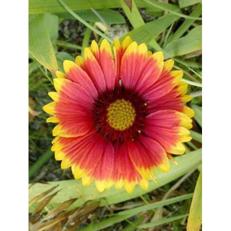 Gaillarde vivace 'Kobold' Godet de 8/9 cm