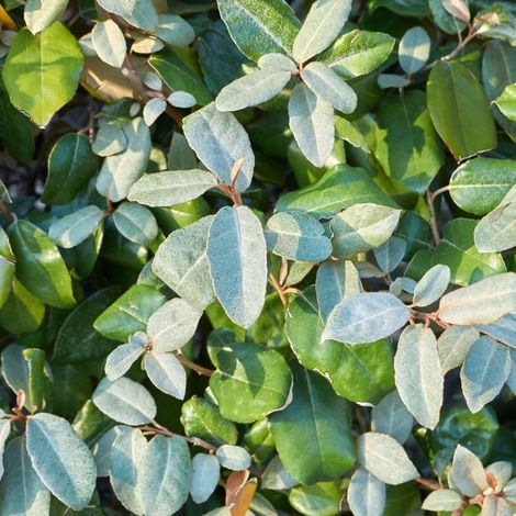 Chalef d'Ebbingei - Elaeagnus xebbingei en Pot 9L 100/120cm
