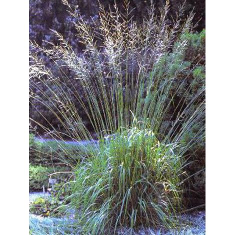Molinie 'Karl Foerster' Pot de 2L/3L