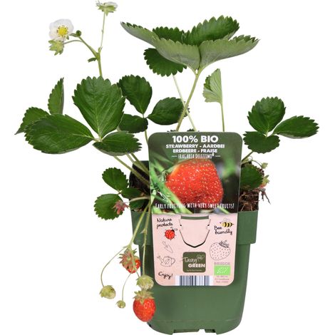 Fraisier Delizzimo Fragaria x ananassa Plante Fruitière en Pot Ø13cm Hauteur 45cm pour Balcon - PANGIVO (1/5)