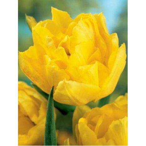 Tulipe double hative 'Monte Carlo' Bulbe calibre 12+ (par 10) (1/2)