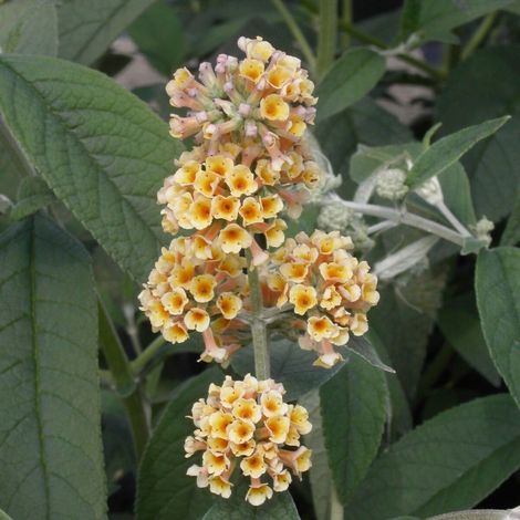 Arbre aux papillons jaune Sungold, Buddleia/Pot de 4L - 40/60 cm
