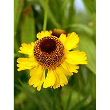 Hélénie d'automne 'Pumilum Magnificum' Godet de 8/9 cm (1/3)