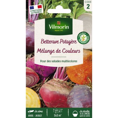 Betterave Potagère Arc-en-Ciel en mélange Vilmorin (1/2)