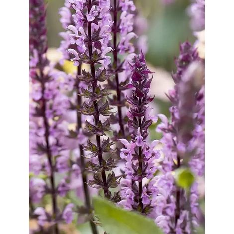 Sauge des bois 'Caradonna Pink' Pot de 2L/3L (1/2)