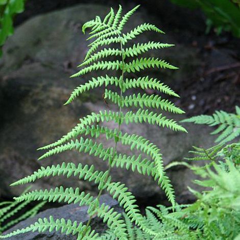 4 x Fougère des marais - Thelypteris palustris  - godet 9x9 cm