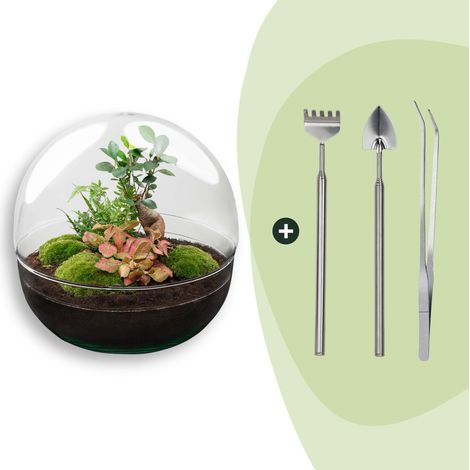 Kit Terrarium Plante DIY Écosystème Autonome Ficus Ginseng et Outils Ø 30 x 30 cm - PANGIVO (1/3)