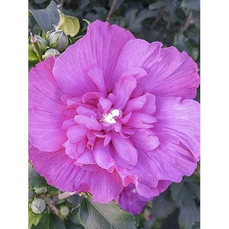 Mauve en arbre 'Magenta Chiffon' Pot de 3L/4L (1/2)