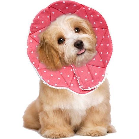 Comfy Cone-Collar: Comfortable post-surgery collar for cats and dogs, sturdy, waterproof, scratch and bite resistant, easy to clean, with adjustable fastener (1/5)