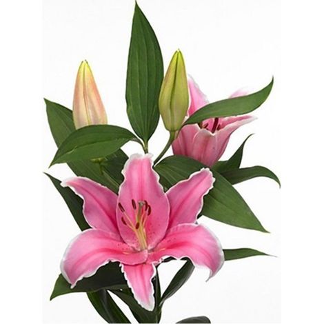 Liliums LA Flor Natural Ramo de 10 tallos 80cm de alto