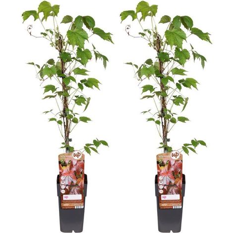 Parthenocissus Tricuspidata Veitch Boskoop Plante Grimpante Décorative Lot de 2 Pot 15 cm Hauteur 65 cm - PANGIVO
