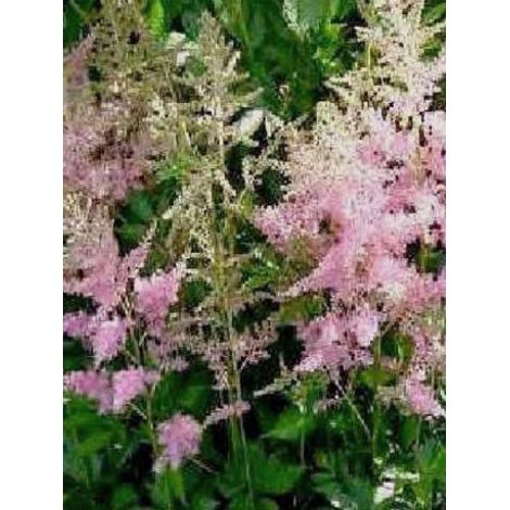Astilbe à feuilles simples 'Sprite' Godet de 8/9 cm (1/3)