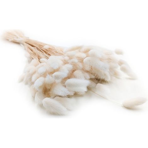 Lagurus seco - Lagurus ovata - Bizcocho blanqueado