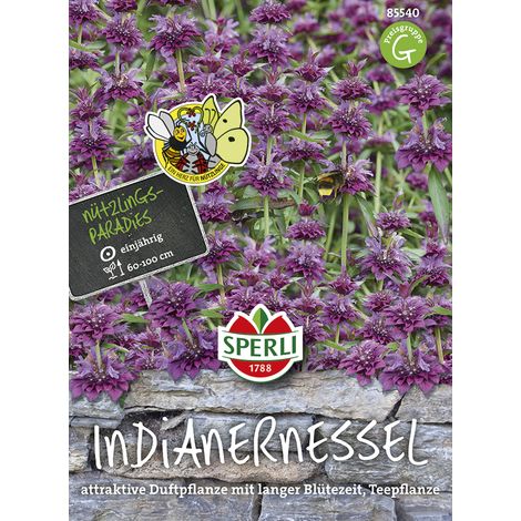 Sperli – Monarde citronnée violette – Graines de fleurs, annuelle, hauteur 60-100 cm (1/2)