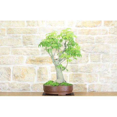 Bonsai di Chorisia (66) (1/5)