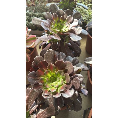 Pianta Aeonium Kilimangiaro, foto reali (1/3)
