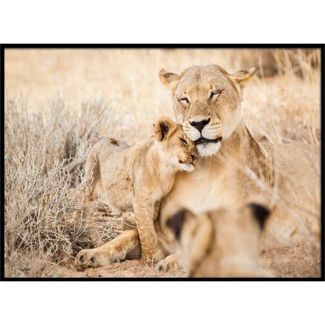 Bedruckte Leinwand Bianca 50x70cm - Löwin und ihr löwenjunges