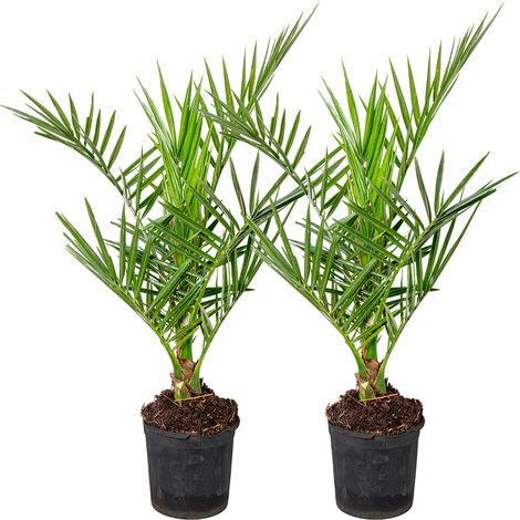 Bloomique - Lot de 2 - Phoenix Canariensis - Palmier dattier des Canaries - Palmier rustique - Plantes de jardin - Hauteur 50-70 cm - Pot 15 cm