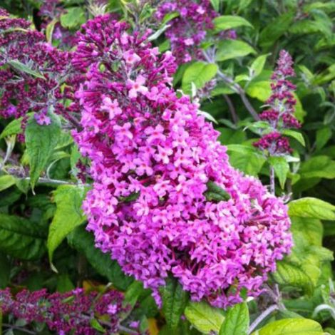 Arbre aux papillons 'Pink Delight' - 40-60 cm pot