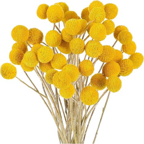 Fleurs Séchées,Bouquet Fleurs Séchées 40CM pour Boho Arrangements, Mariage, Anniversaire,Fleur Sechees Decoration,DIY Cadeau,Artisanat,Décorations de Mariage et Fête (1/5)