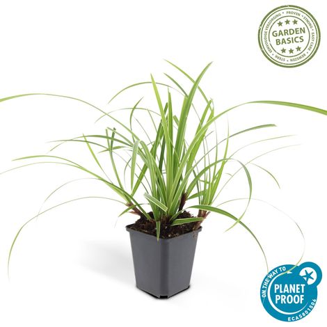 Laîche Carex morrowii 'Ice Dance' Plante Couvre-sol Persistante Jardin Ombre Soleil Pot Ø 9 cm - PANGIVO
