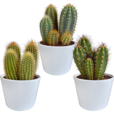 Lot de 3 Cactus Cereus Colonne en Pots Blancs 10,5 cm - Plantes d'Intérieur Décoratives Variées - PANGIVO (1/5)