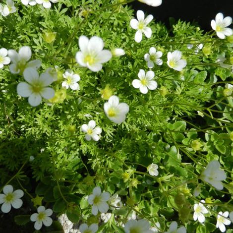 4 x Saxifrage  - Saxifraga 'White Pixie'  - godet 9x9 cm