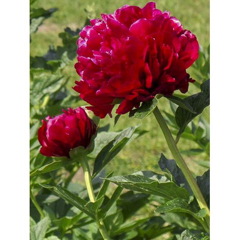 Pivoine de Chine 'Bockstoce' Pot de 3L/4L