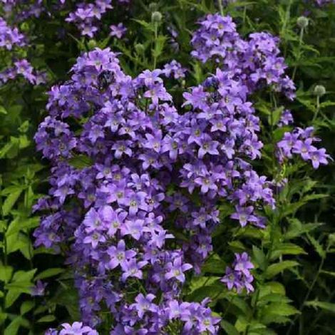 4 x Campanule à fleurs laiteuses 'Prichard's Variety' - godet