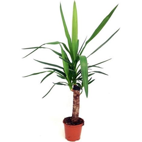 Planta Natural Palmera Yucca Yuca. en Maceta M14
