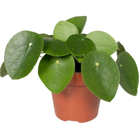 Pilea Peperomiodes Plante d'Aluminium Artillerie Décorative et Purifiante - Ø 12 cm H 20 cm - PANGIVO (1/5)