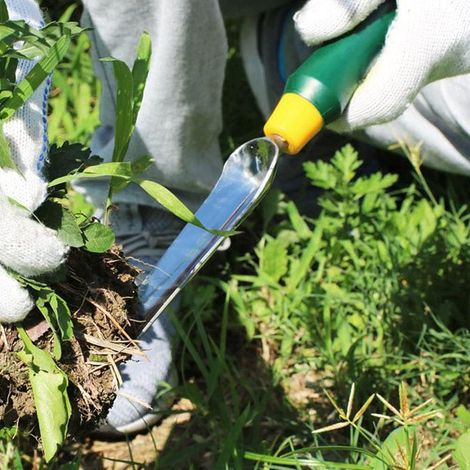 Extracteur manuel de mauvaises herbes, pelle à désherber inox tête étroite. Pour enlever pissenlits, jardin et cour. 33,53,1 cm. (1/5)