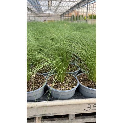Stipa Tenuissima Angel Hair - vaso 14 cm (1,5 L)