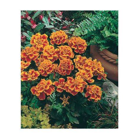 OEILLET D INDE QUEEN SOPHIA - 0.5 G