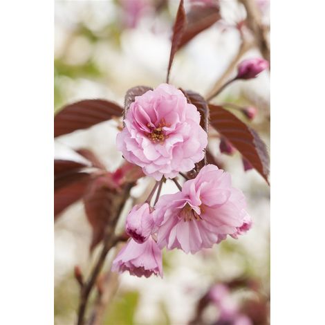 Japanische Nelkenkirsche 'Royal Burgundy'® Prunus serrulata 'Royal Burgundy' 7,5L Sth 80- (1/4)