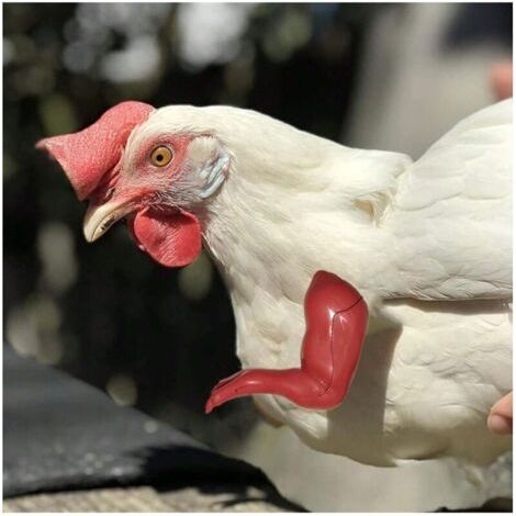QORVA-3 paires d'ornements de bras de poulet. Ornements de pattes avant de poulet. Parodie d'animal de compagnie dinosaure pour Chicken Arms (noir).