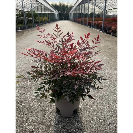 Gardenaria Nandina domestica 'Obsessed' - Arbusto ornamentale da giardino - Altezza: 40/60 cm (vaso19) (1/2)